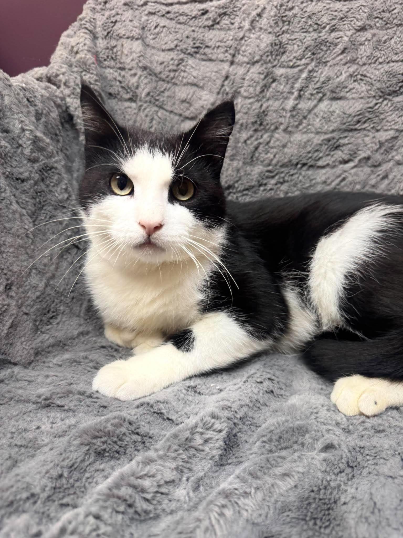 Enlarge Kolter, a Adoptable Domestic Short Hair in Alexandria, MN image 2/4