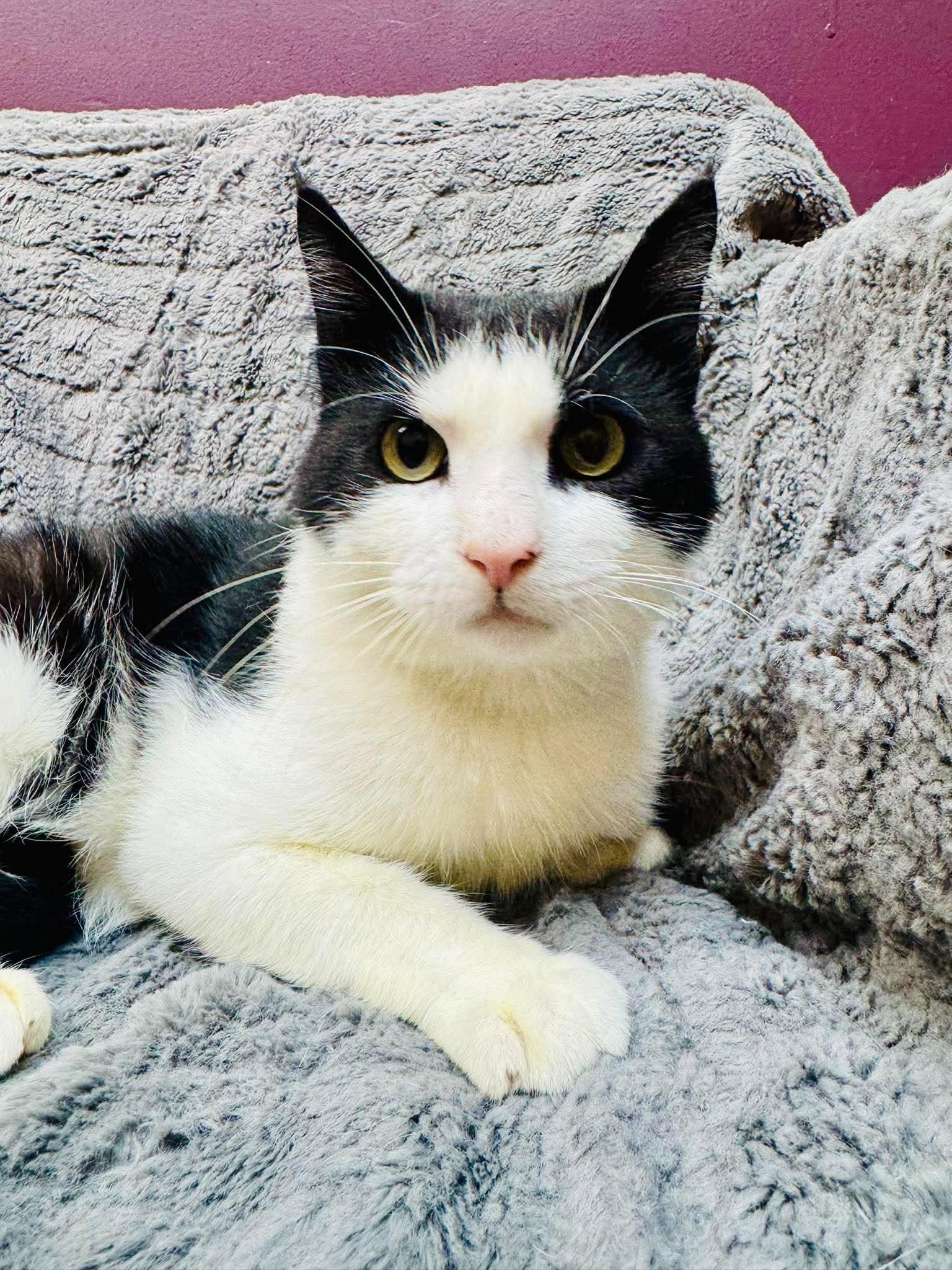 Kolter, Adoptable, Young Male Domestic Short Hair.