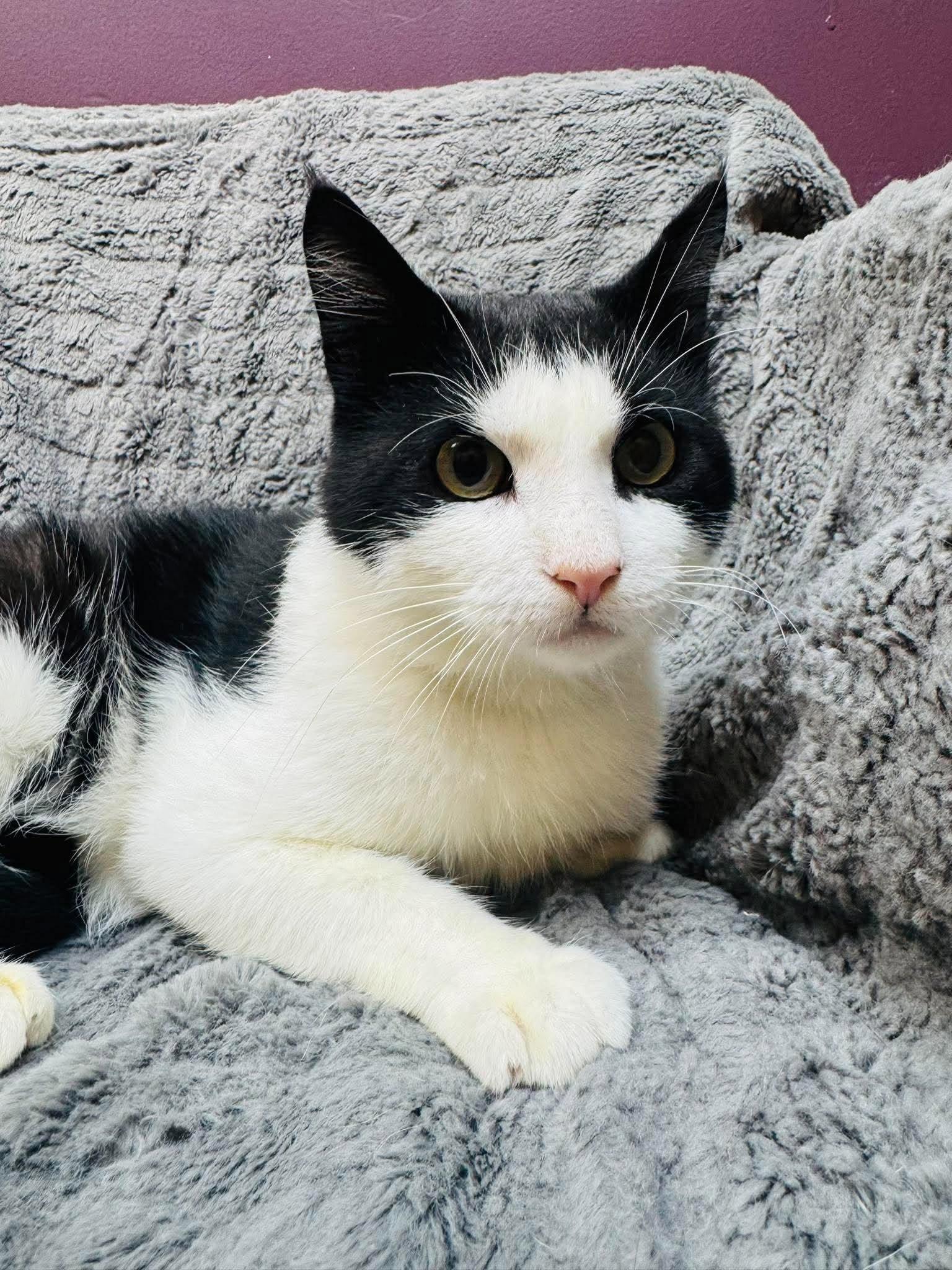Enlarge Kolter, a Adoptable Domestic Short Hair in Alexandria, MN image 3/4