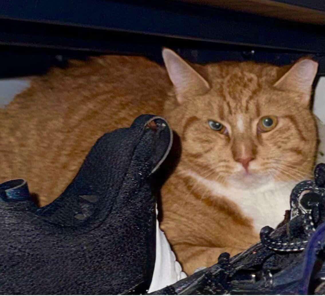 Mango, ADOPTABLE, Adult Male Tabby.