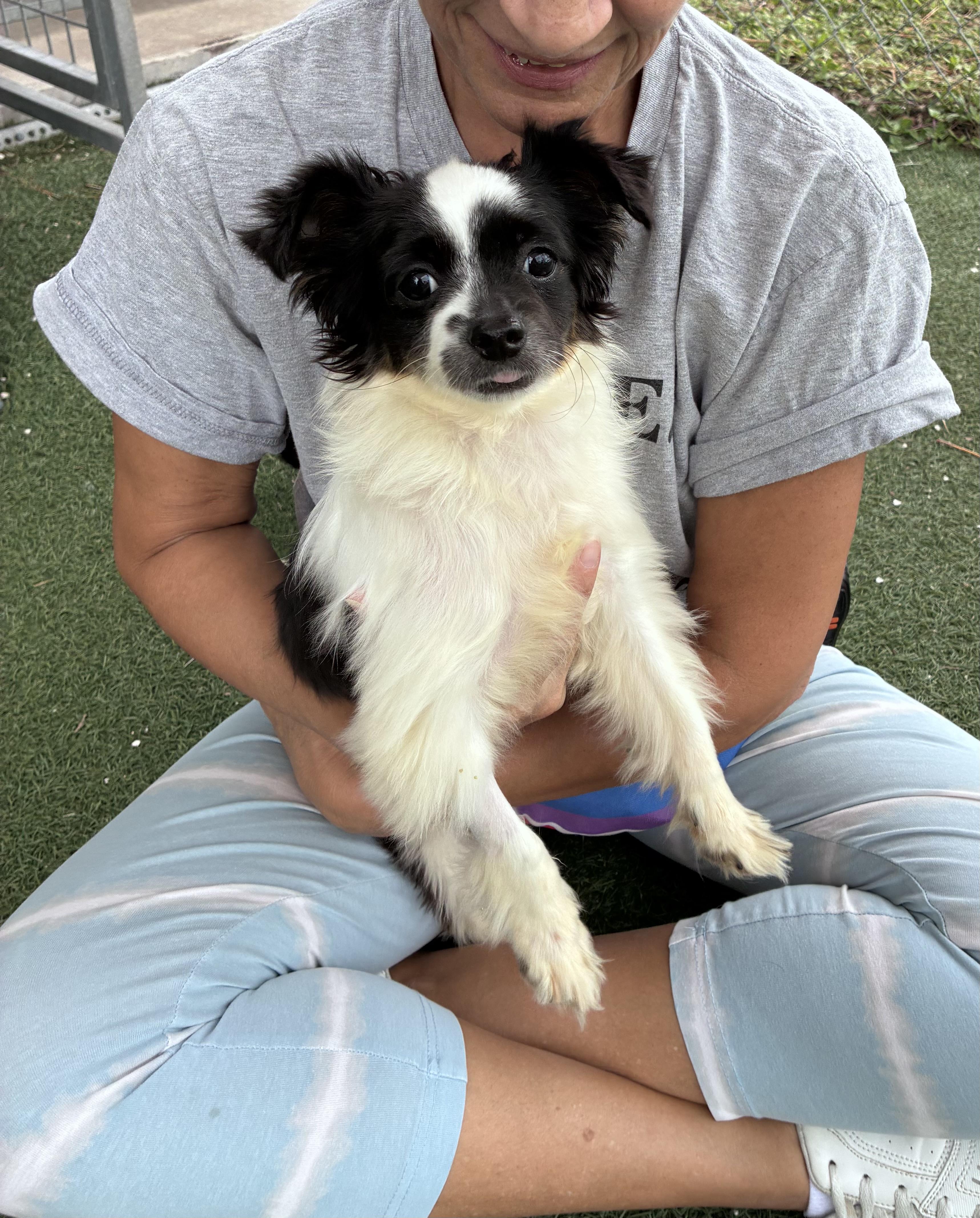 Bo, ADOPTABLE, Young Male Mixed Breed.