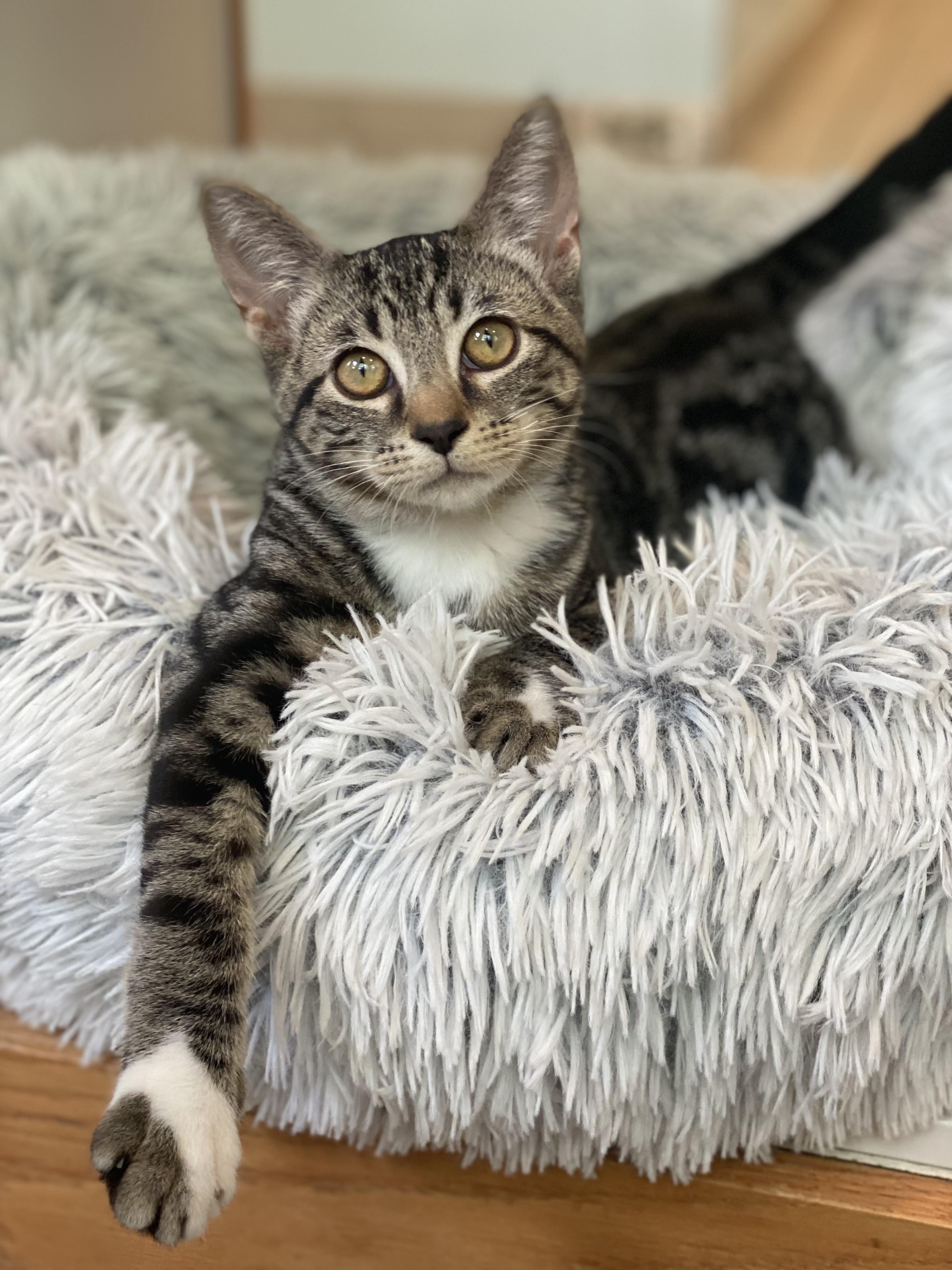 Ajax, adopted, Young Male Domestic Short Hair.