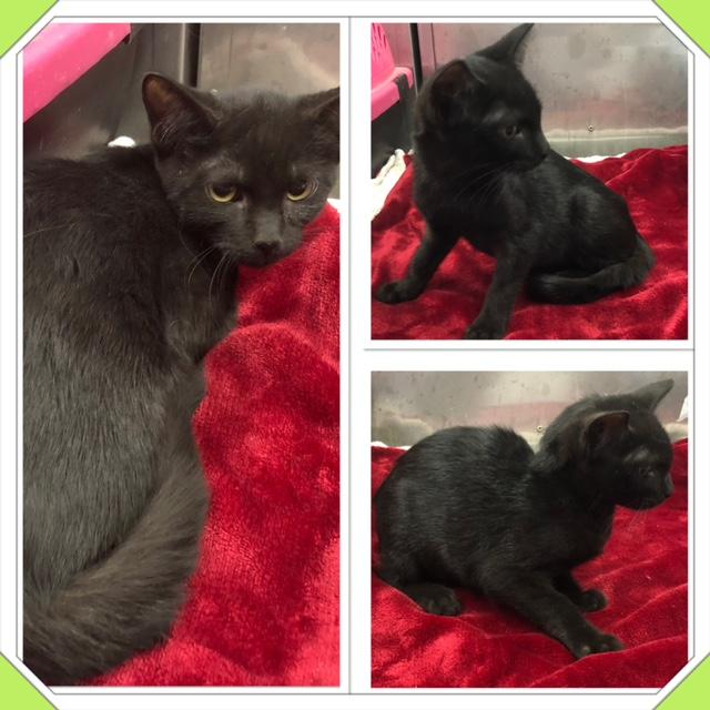 ASH, ADOPTABLE, Kitten Male Domestic Short Hair.