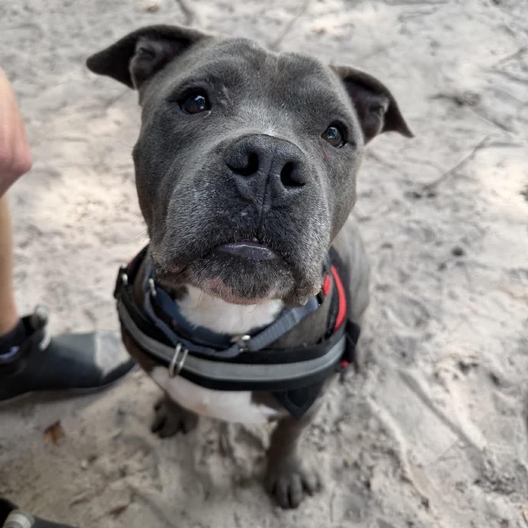 Hank(Tank) 29922, Adoptable, Adult Male Mixed Breed.