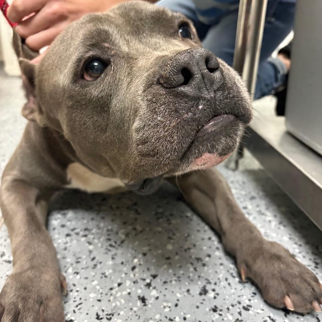 Enlarge Hank(Tank) 29922, a Adoptable Mixed Breed in Middleburg, FL image 2/6