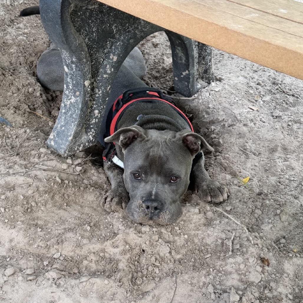 Enlarge Hank(Tank) 29922, a Adoptable Mixed Breed in Middleburg, FL image 3/6