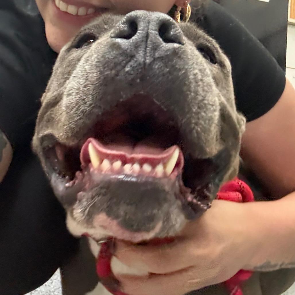 Enlarge Hank(Tank) 29922, a Adoptable Mixed Breed in Middleburg, FL image 4/6