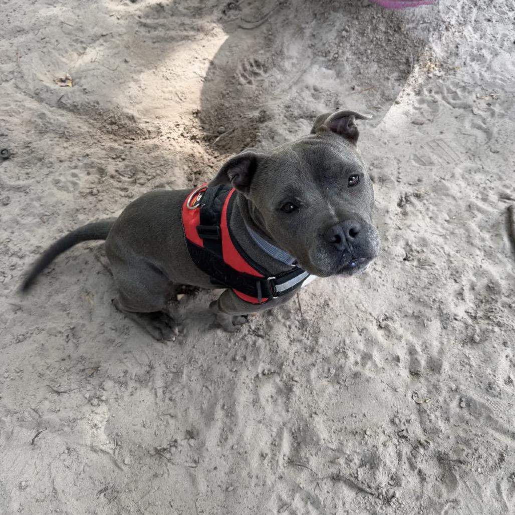 Enlarge Hank(Tank) 29922, a Adoptable Mixed Breed in Middleburg, FL image 5/6