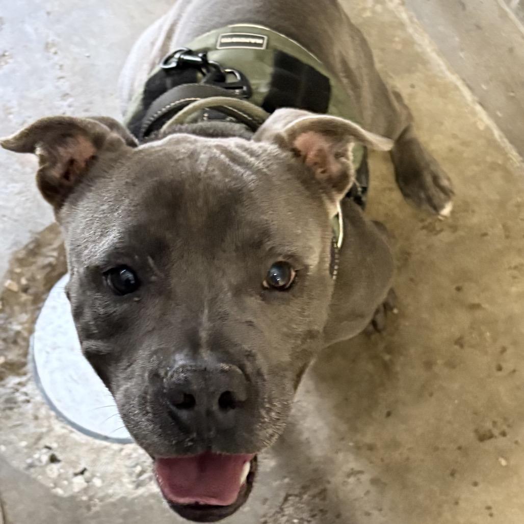 Enlarge Hank(Tank) 29922, a Adoptable Mixed Breed in Middleburg, FL image 6/6