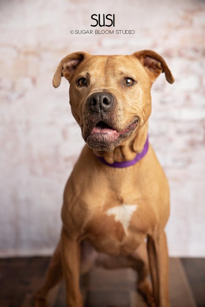 Susi, Adoptable, Adult Female Pit Bull Terrier.