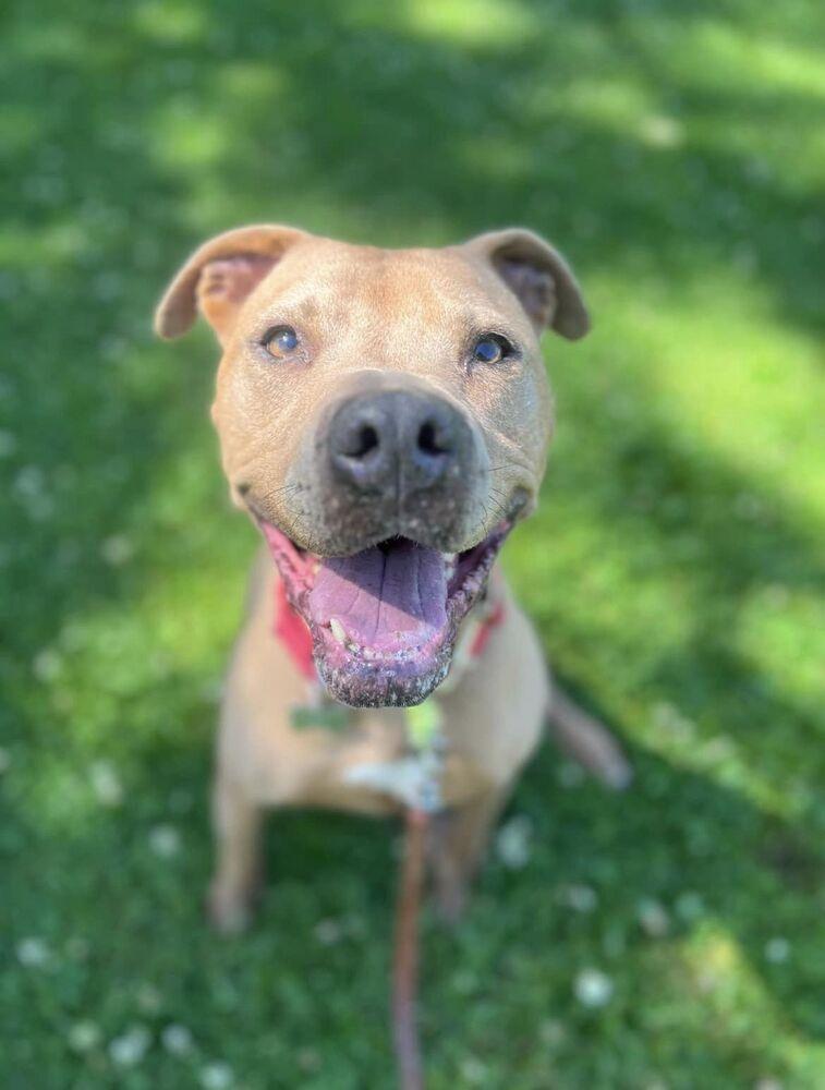 Enlarge Susi, a Adoptable mixed breed in Littleton, CO image 2/6