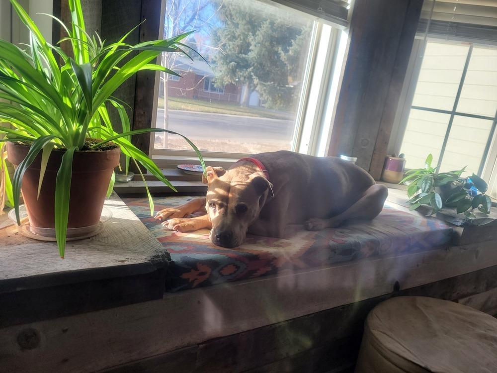 Enlarge Susi, a Adoptable mixed breed in Littleton, CO image 4/6