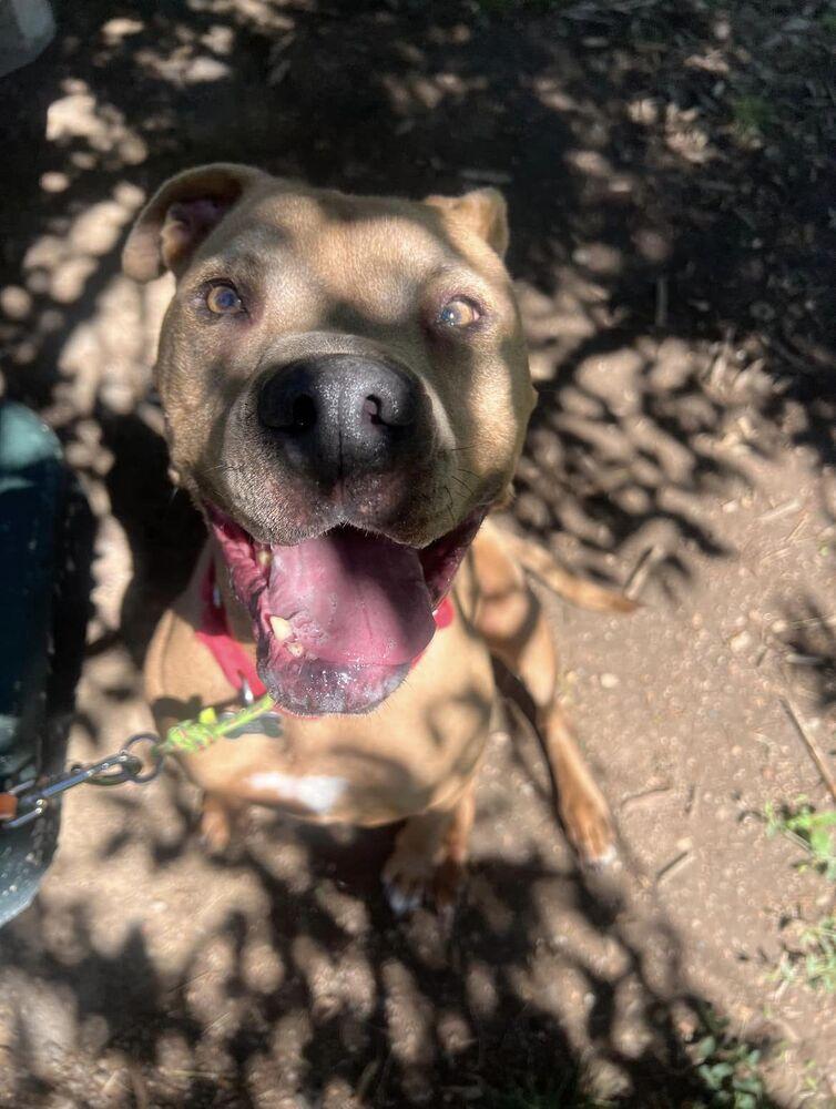 Enlarge Susi, a Adoptable mixed breed in Littleton, CO image 5/6