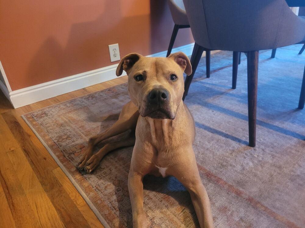 Enlarge Susi, a Adoptable mixed breed in Littleton, CO image 6/6