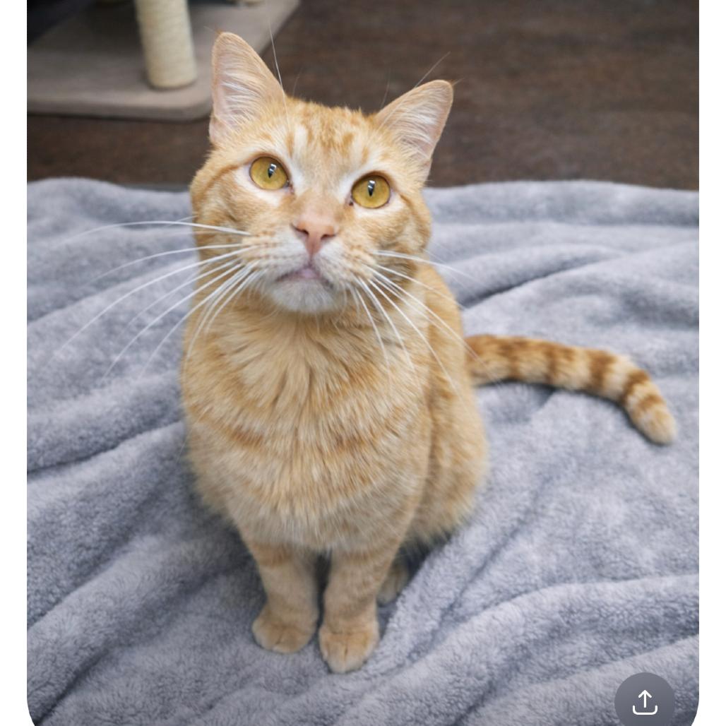 Tigger, Adoptable, Adult Male Domestic Short Hair.