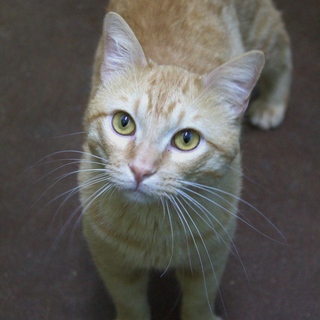 Enlarge Tigger, a Adoptable Domestic Short Hair in Springfield, MO image 2/6