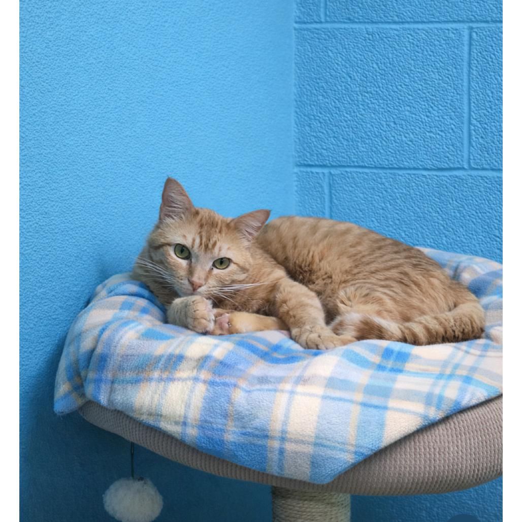 Enlarge Tigger, a Adoptable Domestic Short Hair in Springfield, MO image 4/6