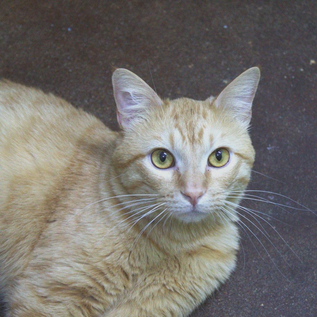 Enlarge Tigger, a Adoptable Domestic Short Hair in Springfield, MO image 5/6