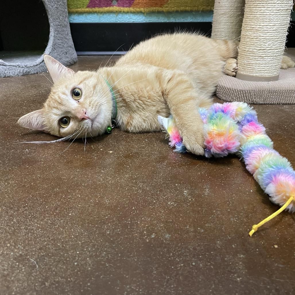 Enlarge Tigger, a Adoptable Domestic Short Hair in Springfield, MO image 6/6