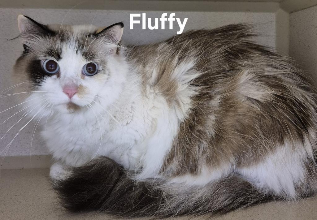 Enlarge Fluffy, a Adopted mixed breed in Kendallville, IN image 1/1