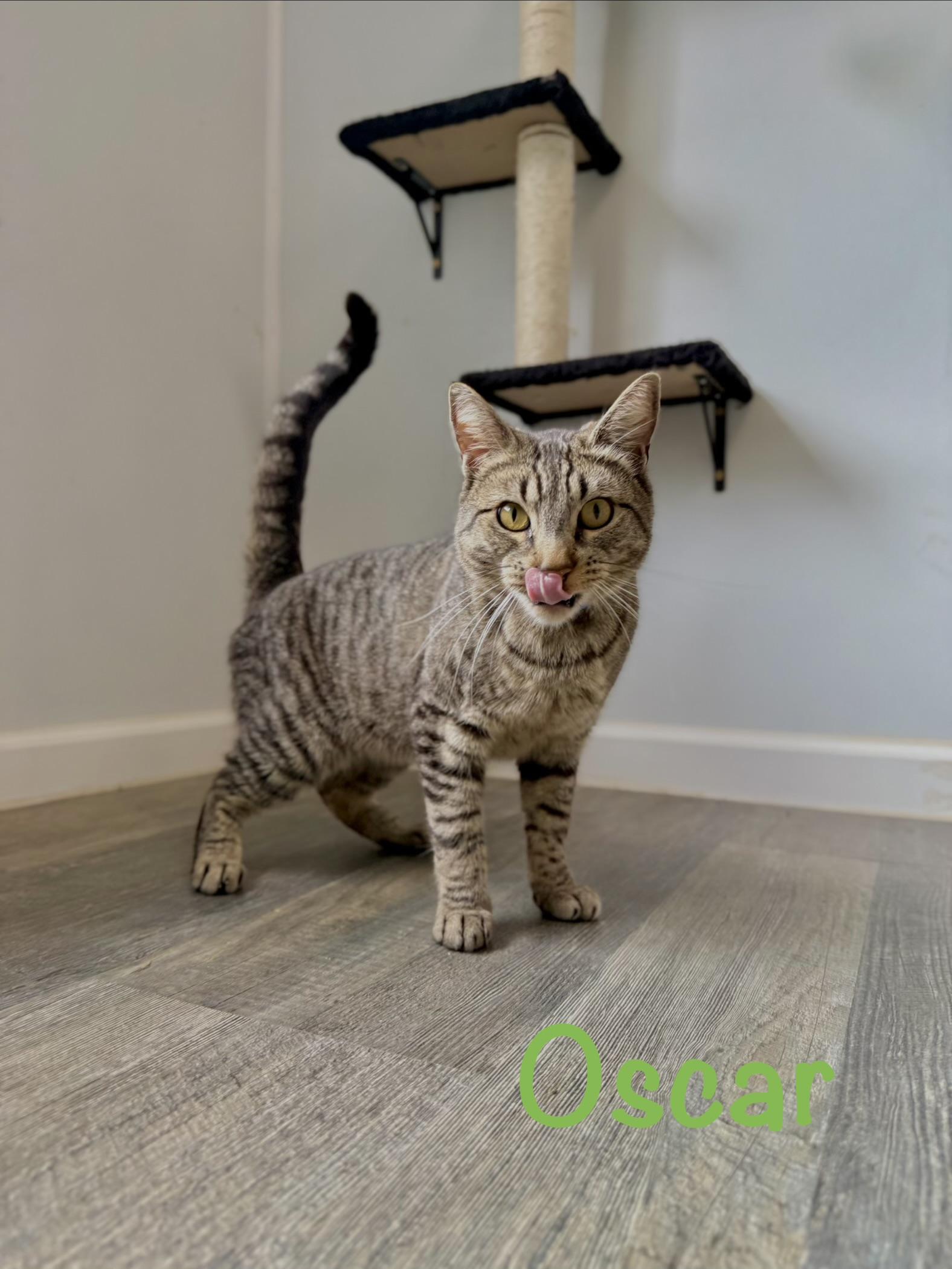 Oscar, an adopted Tabby in Crescent City, CA image 4/5
