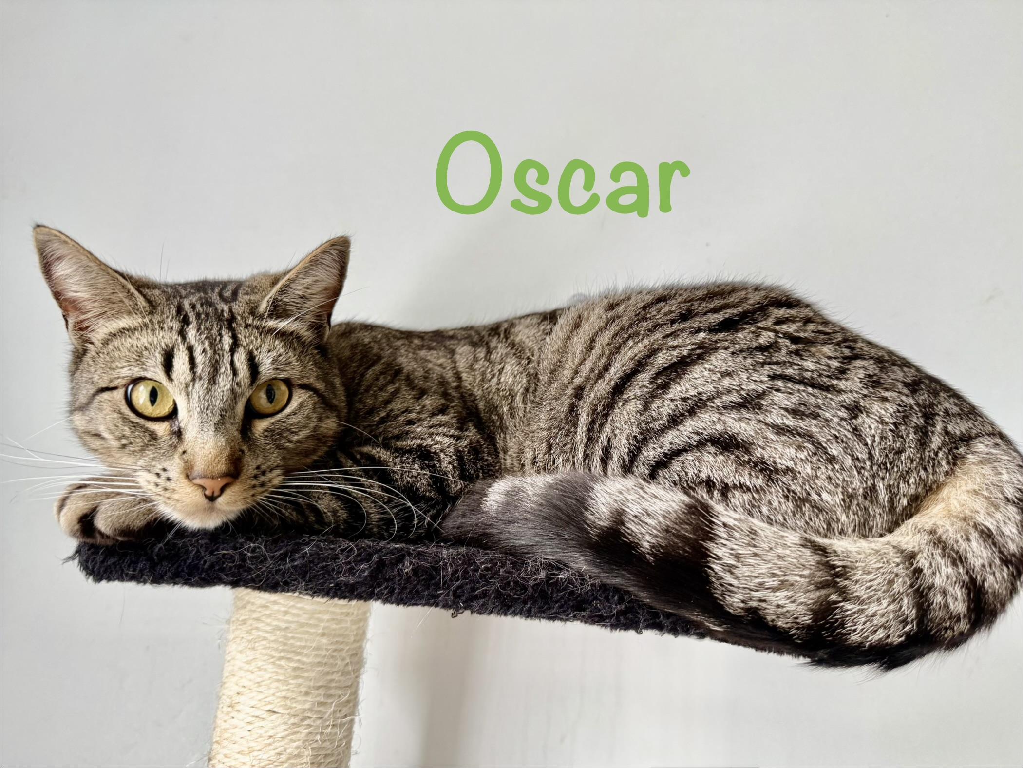 Oscar, an adopted Tabby in Crescent City, CA image 5/5