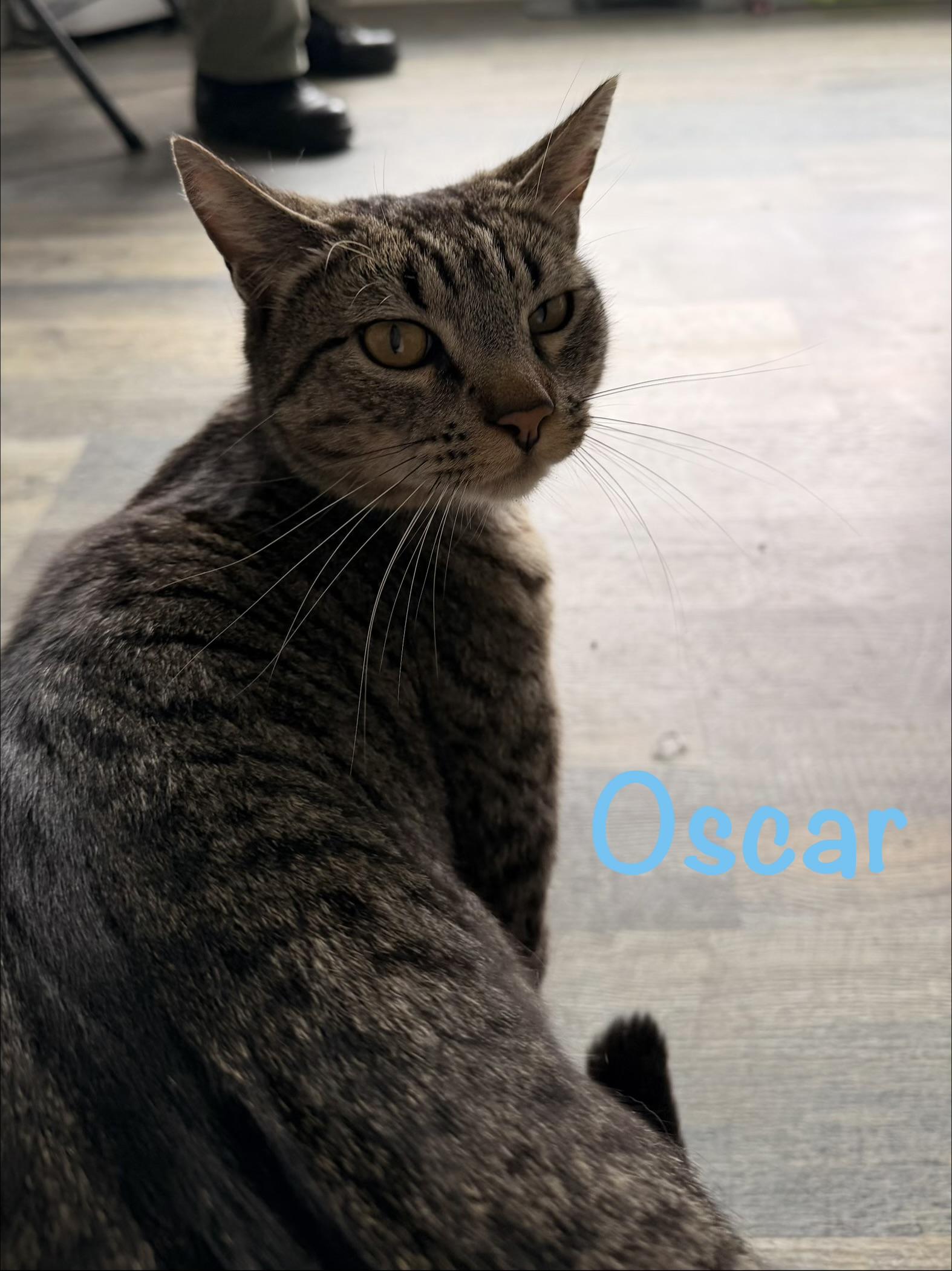 Enlarge Oscar, a ADOPTABLE Tabby in Crescent City, CA image 2/2