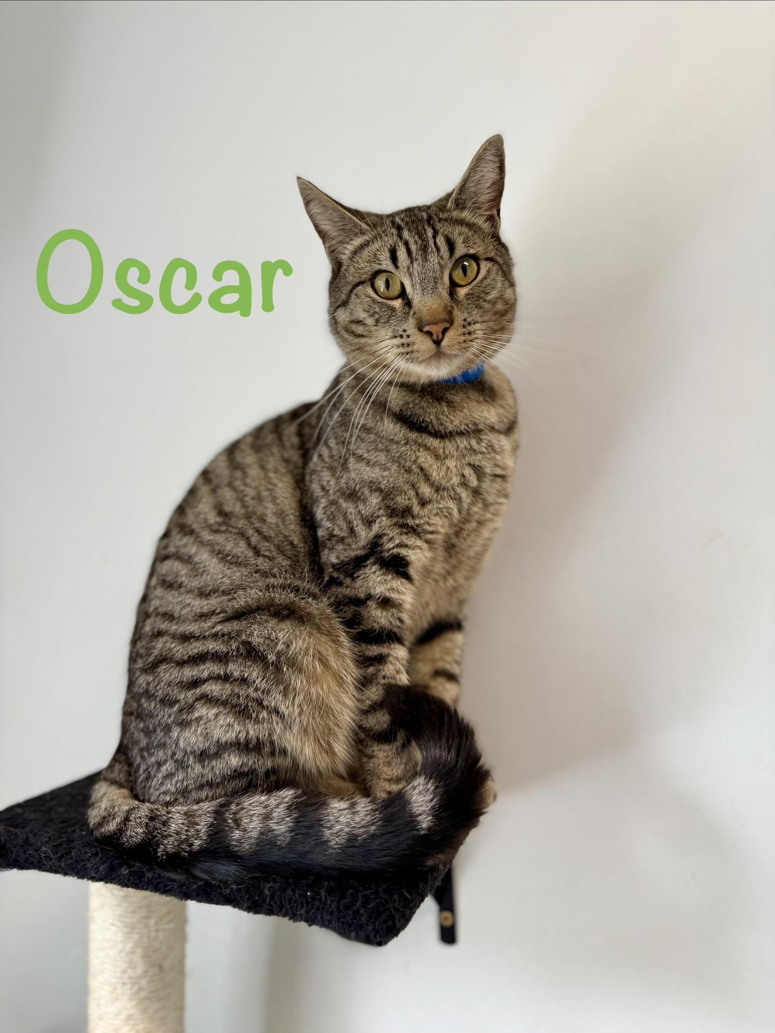 Oscar, ADOPTABLE, Adult Male Tabby.