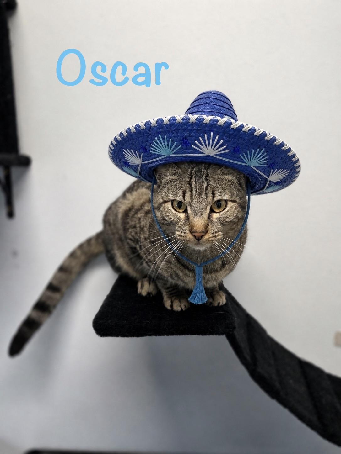 Oscar, ADOPTABLE, Adult Male Tabby.