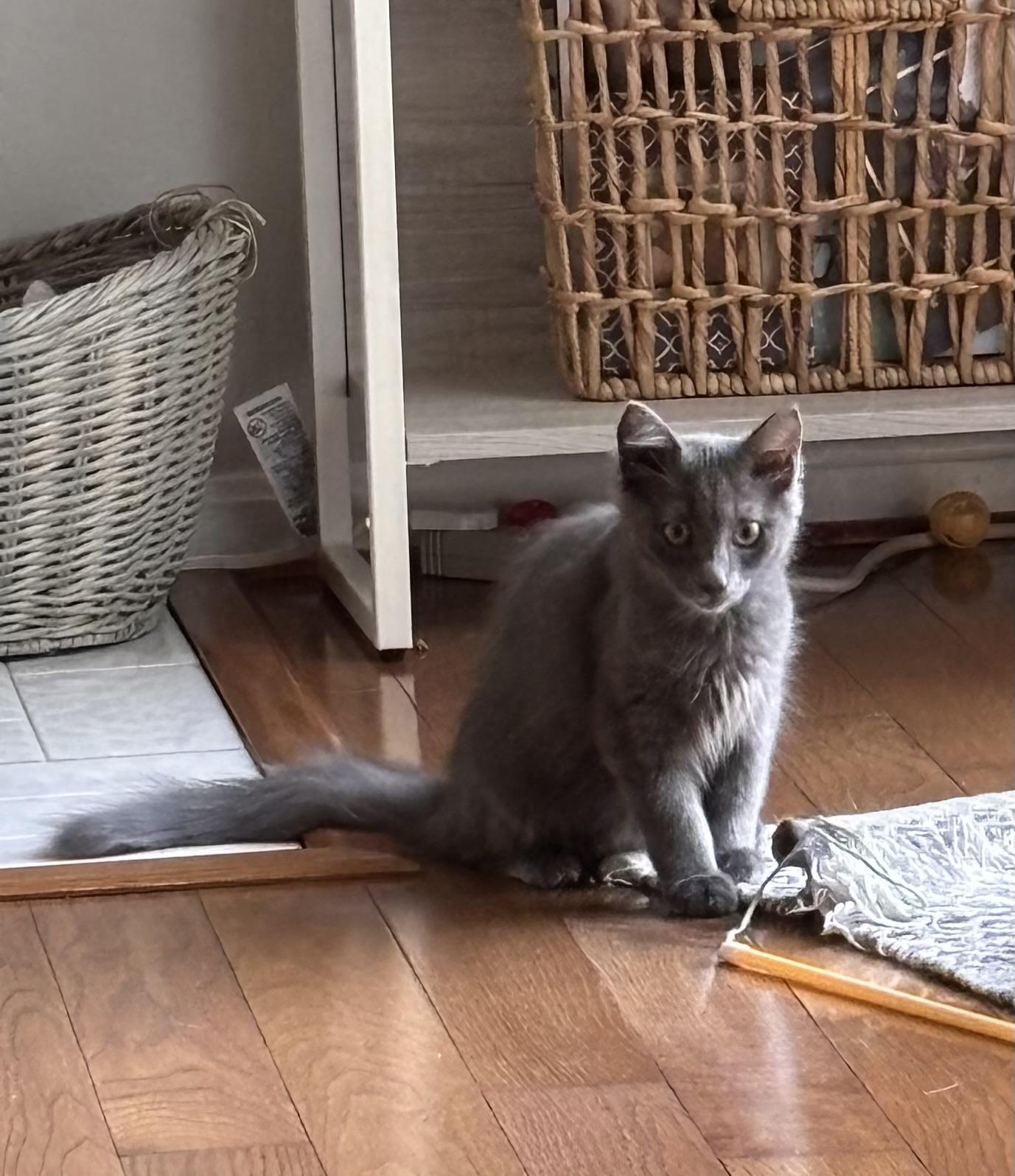 Enlarge Gray, a Adoptable Domestic Medium Hair in Frederick, MD image 2/3