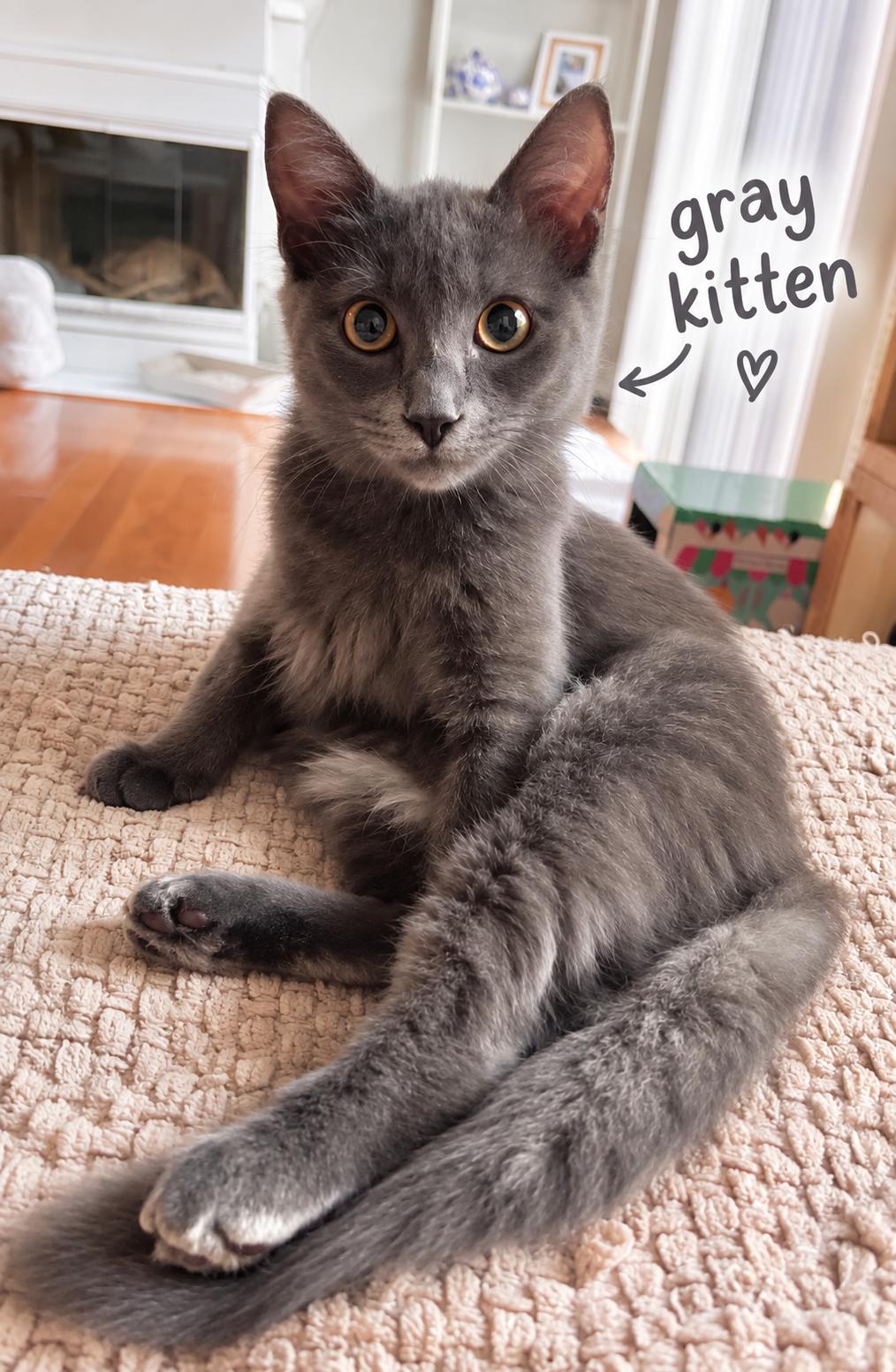 Enlarge Gray, a Adoptable Domestic Medium Hair in Frederick, MD image 3/3
