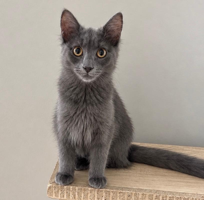 Gray, Adoptable, Kitten Female Domestic Medium Hair.