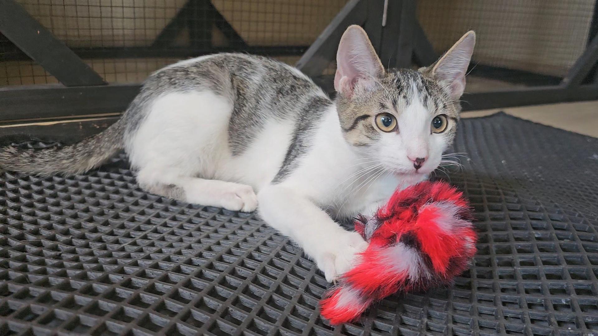NENE, ADOPTABLE, Kitten Male American Shorthair.