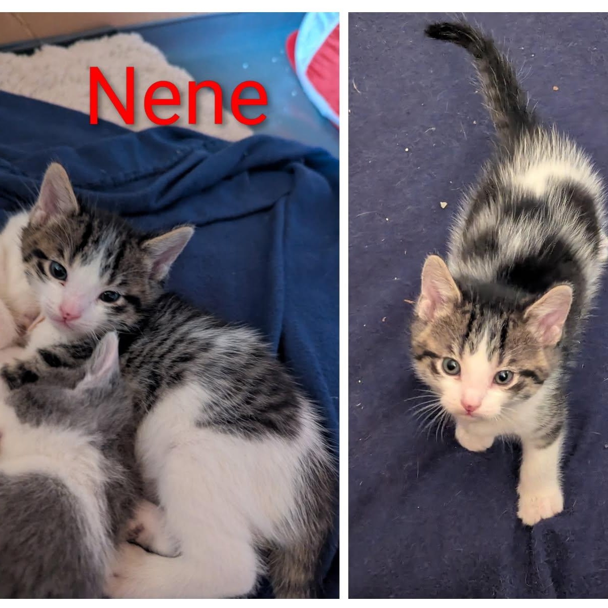 NENE, a ADOPTABLE American Shorthair in Pinedale, WY image 2/2