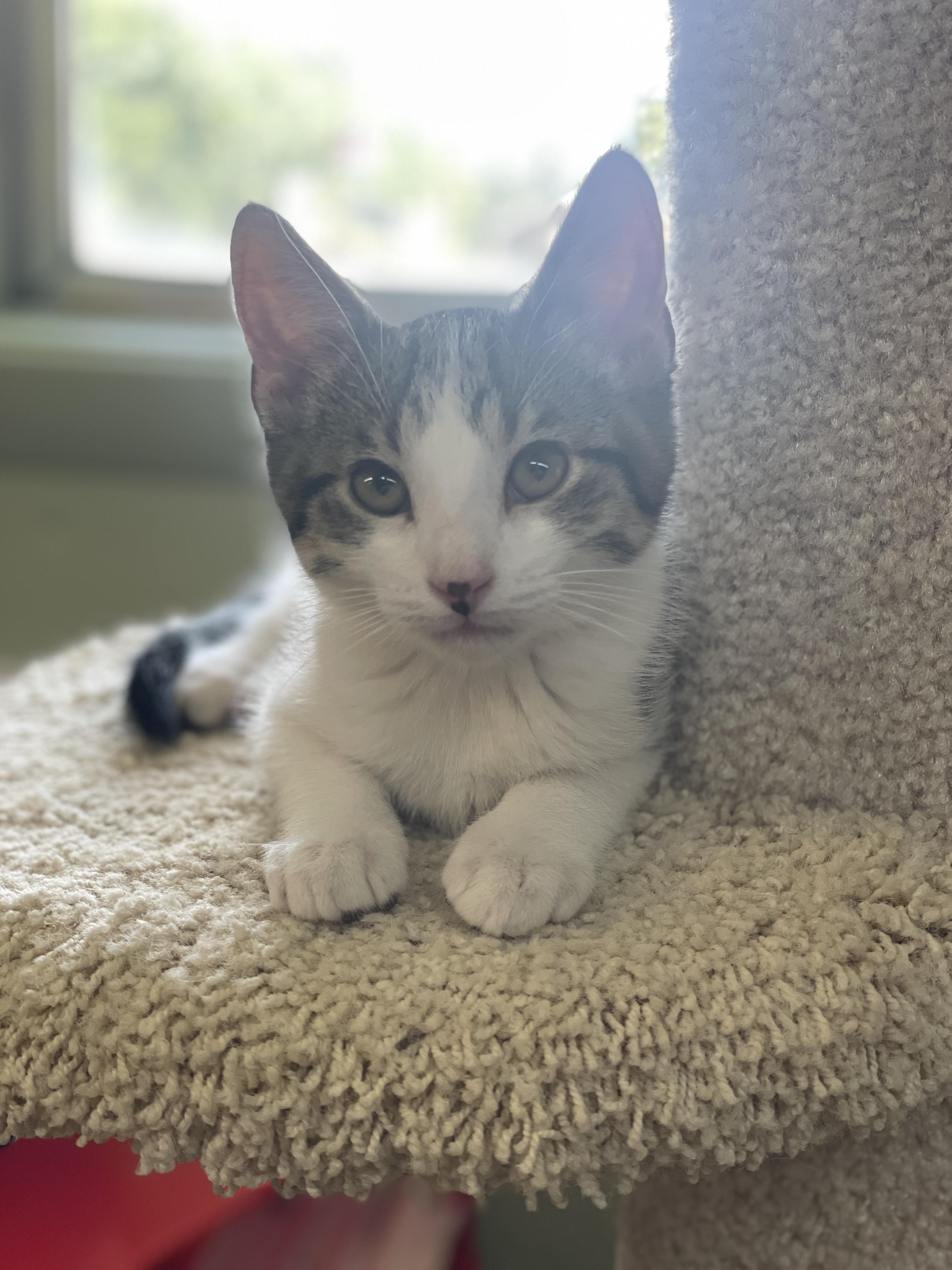 NENE, ADOPTABLE, Kitten Male American Shorthair.