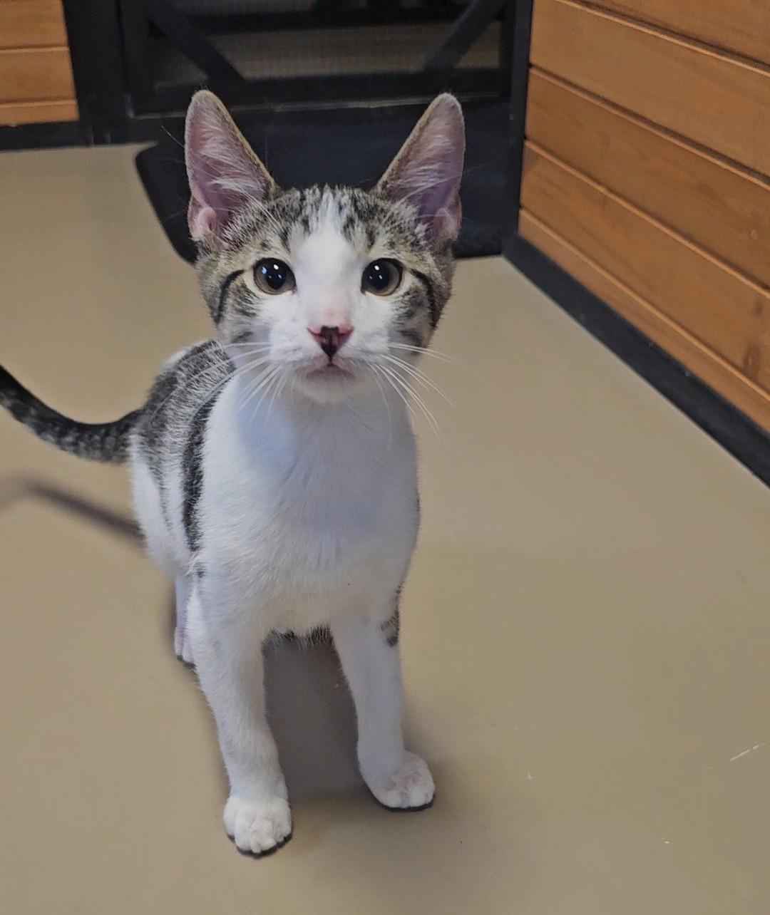 Enlarge NENE, a ADOPTABLE American Shorthair in Pinedale, WY image 5/5