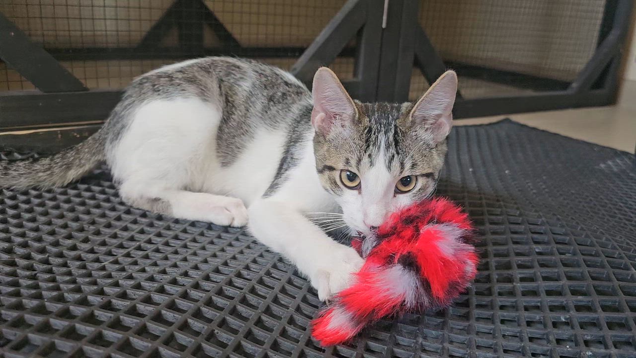 Enlarge NENE, a ADOPTABLE American Shorthair in Pinedale, WY video 4/5