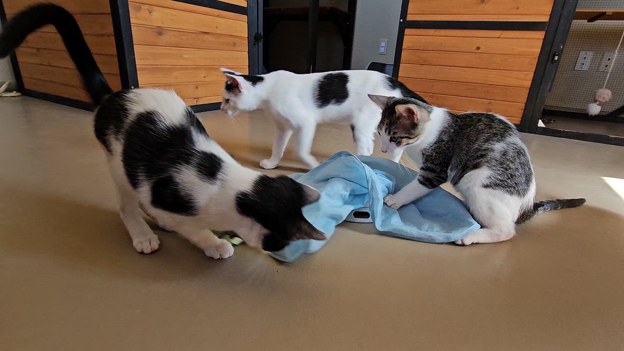 Enlarge NENE, a ADOPTABLE American Shorthair in Pinedale, WY video 3/5