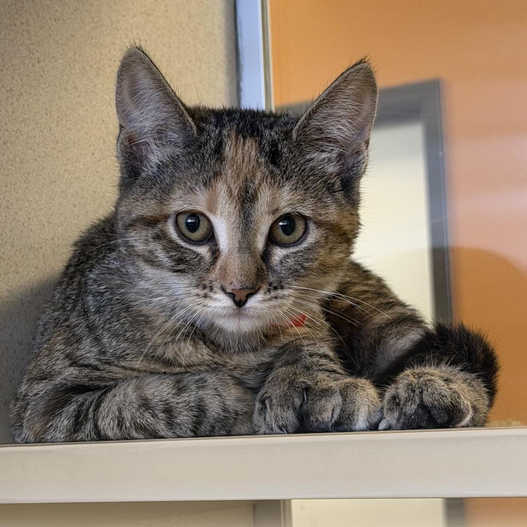 Disgust (26-3C-7), Adoptable, Kitten Female Domestic Short Hair.