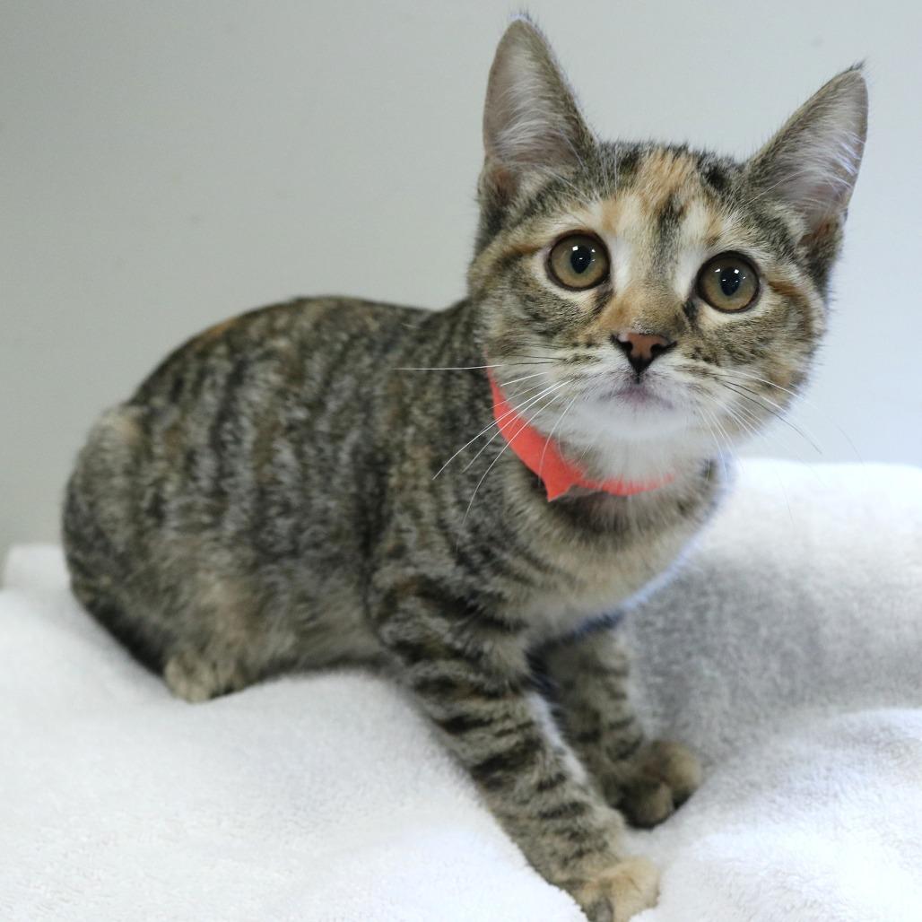 Enlarge Disgust (26-3C-7), a Adoptable Domestic Short Hair in Rifle, CO image 2/2
