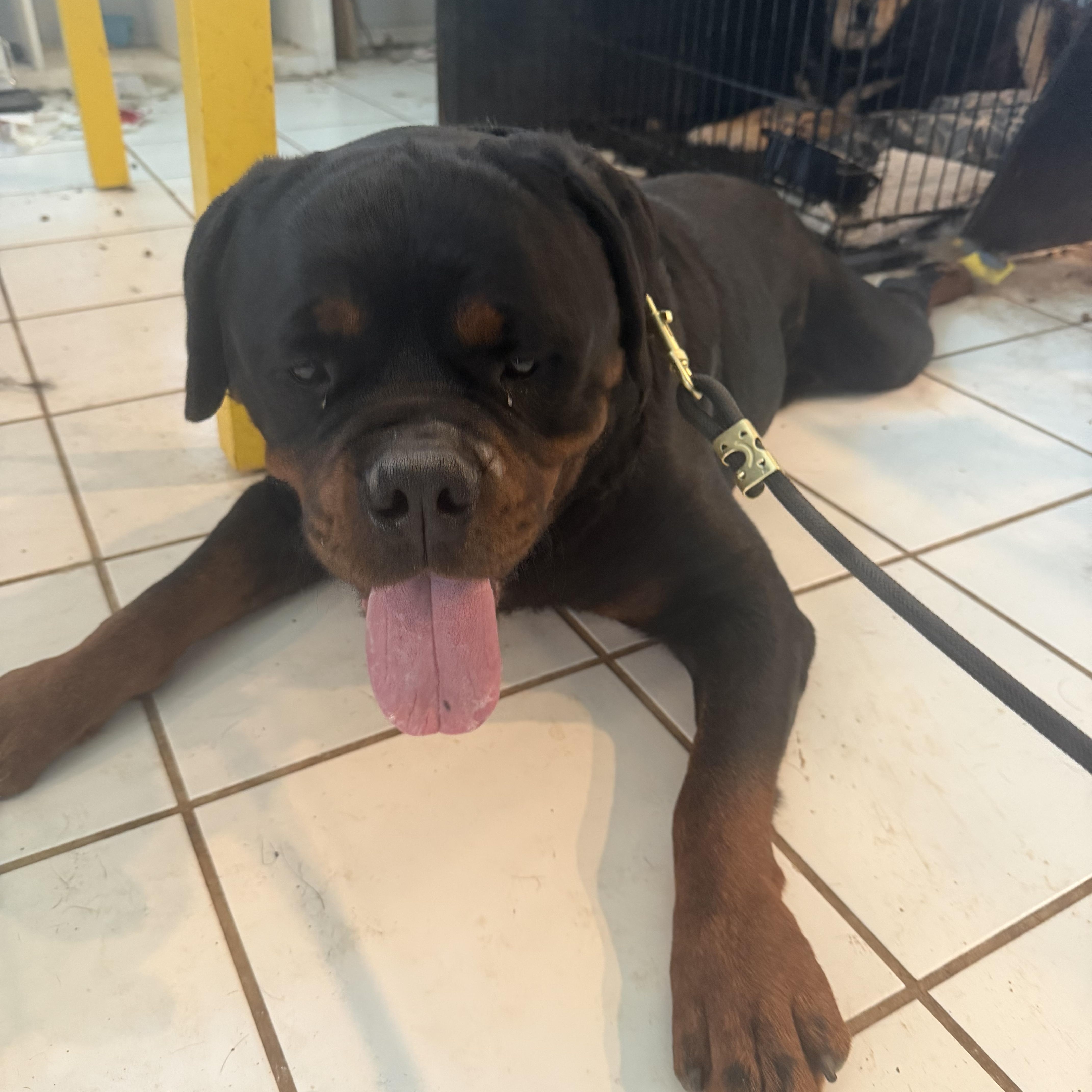 Enlarge Asher, a ADOPTABLE Rottweiler in Ramona, CA image 4/4