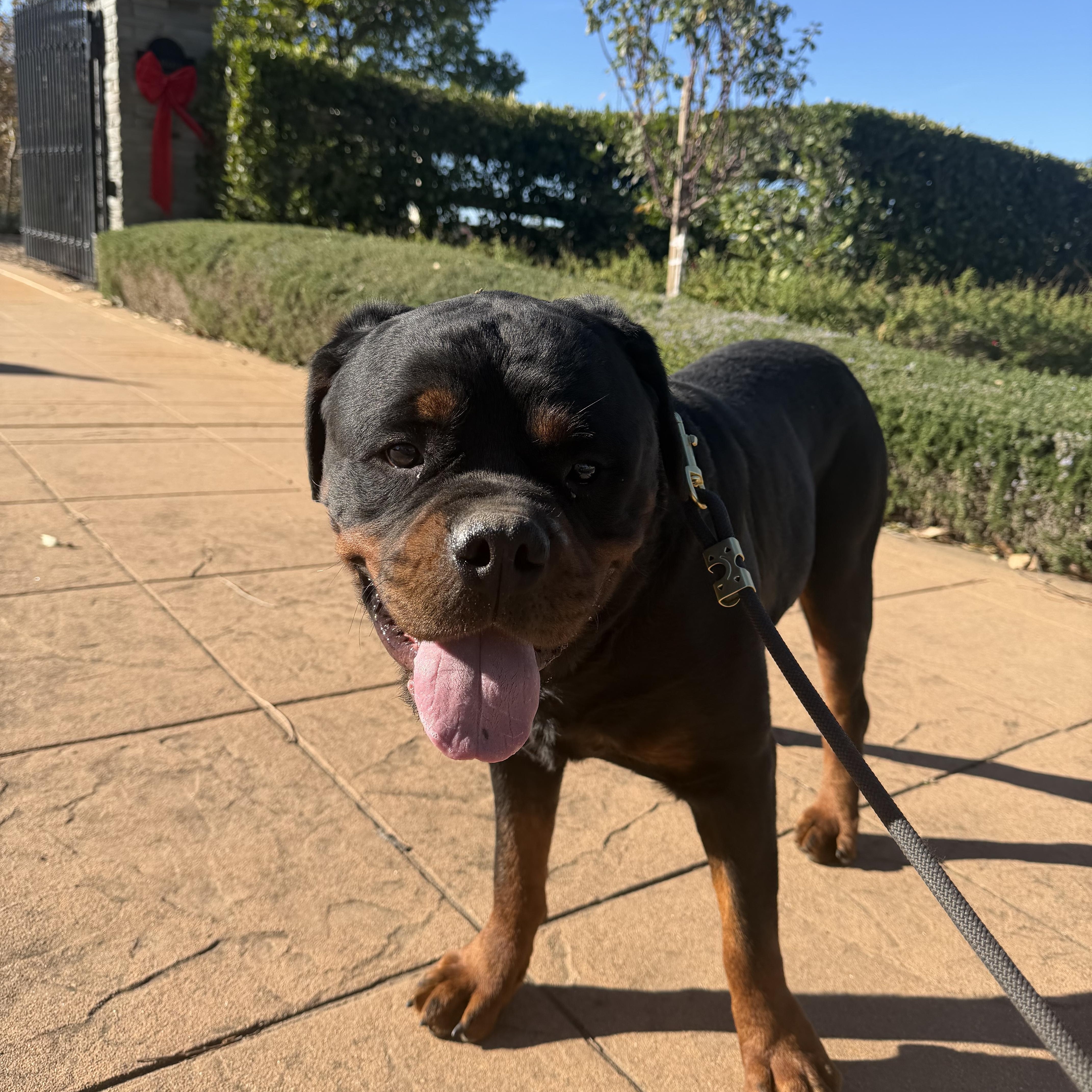 Enlarge Asher, a ADOPTABLE Rottweiler in Ramona, CA image 2/4