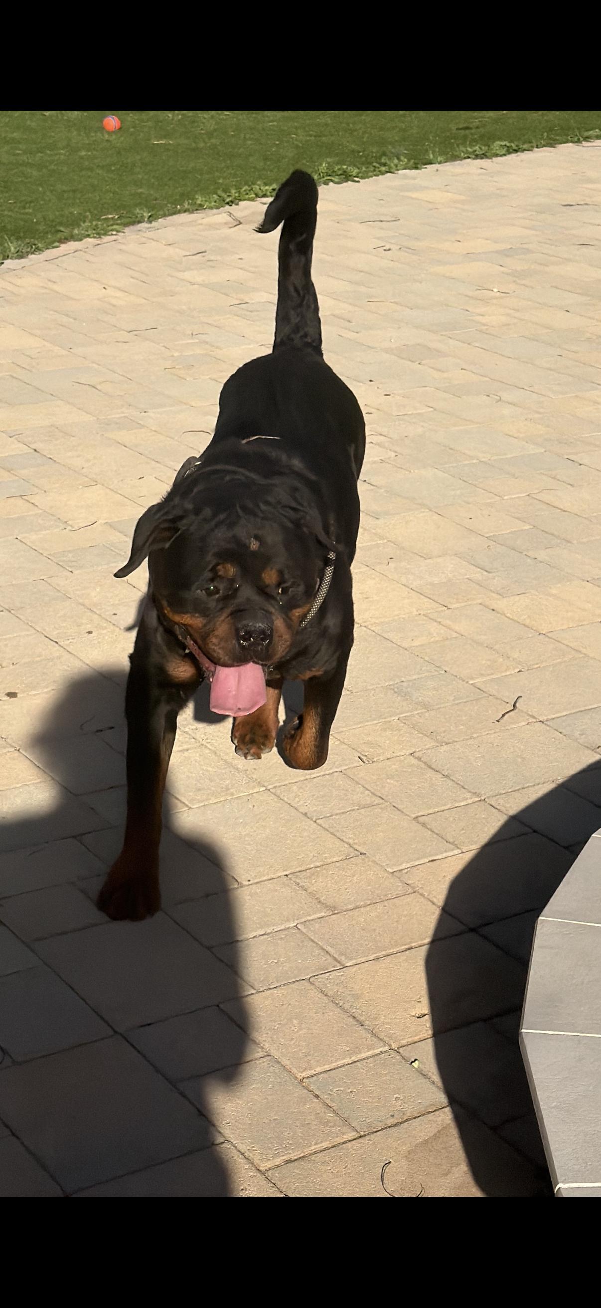 Enlarge Asher, a ADOPTABLE Rottweiler in Ramona, CA image 3/4