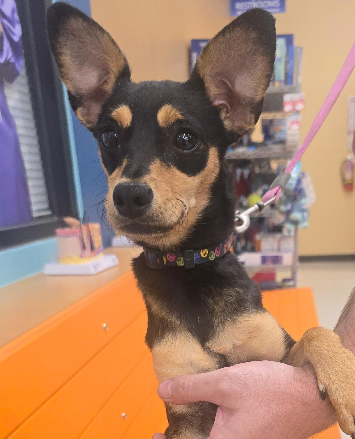 Candice, Adoptable, Young Female Chihuahua.