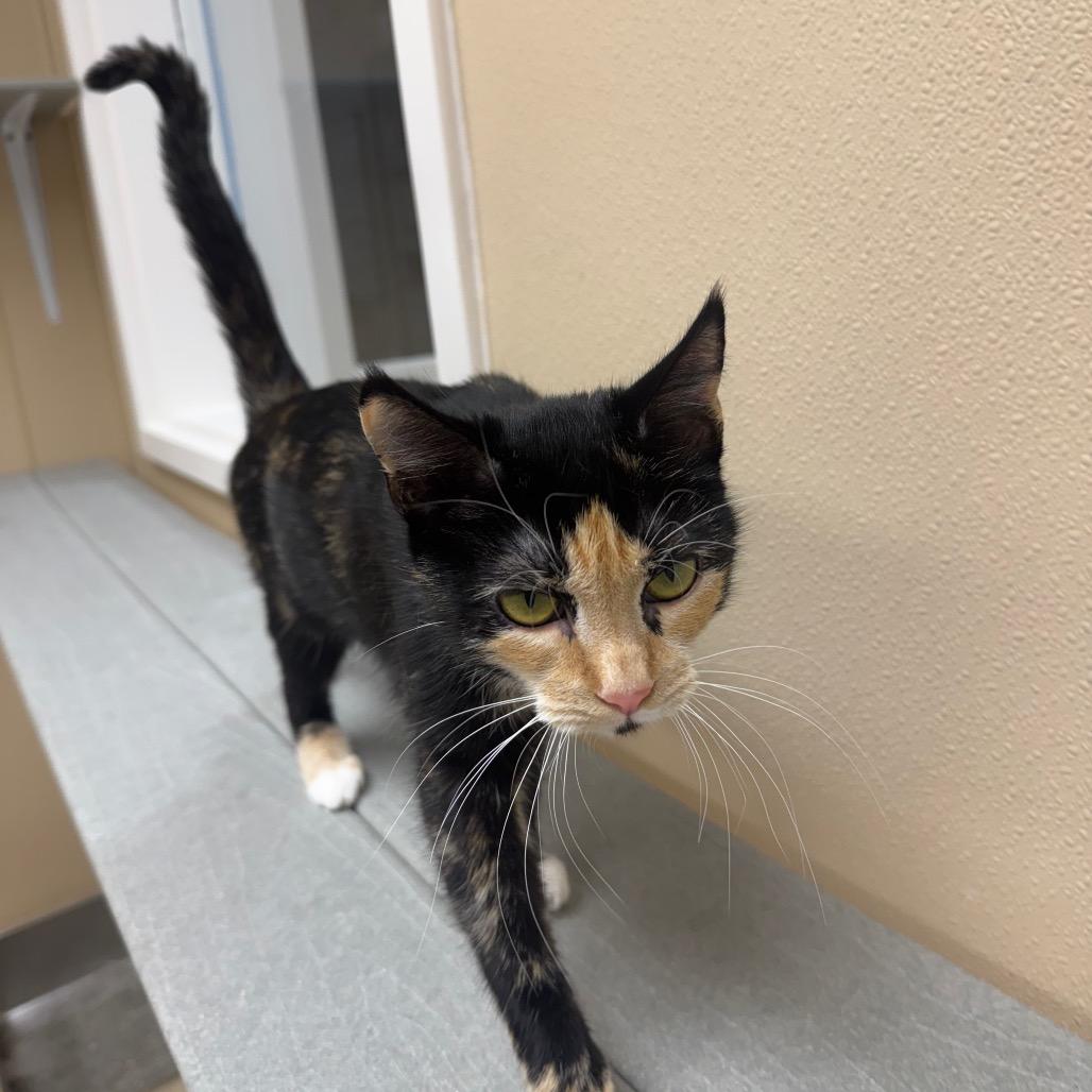 Autumn, Adoptable, Young Female Domestic Short Hair.