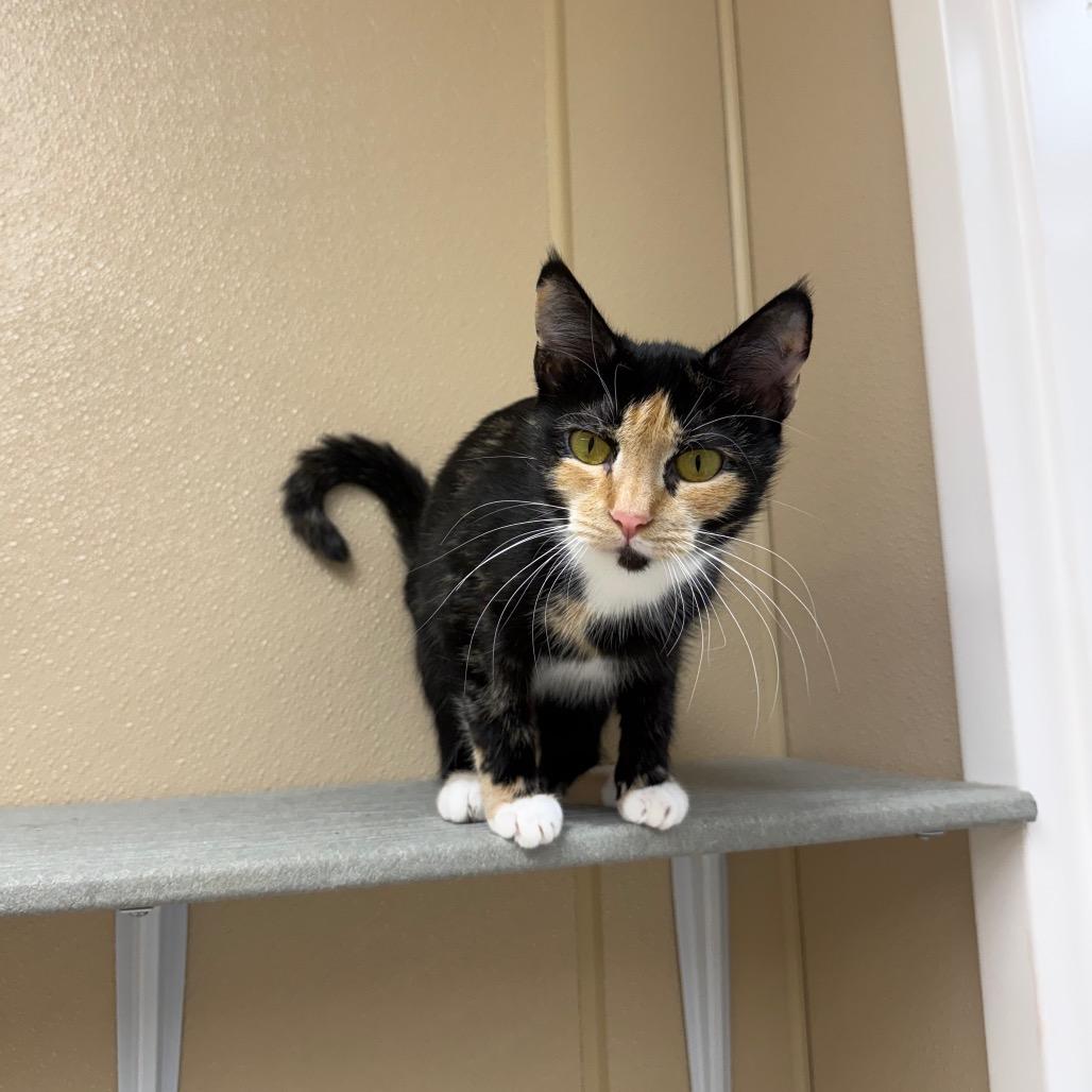 Enlarge Autumn, a Adoptable Domestic Short Hair in Mebane, NC image 2/6