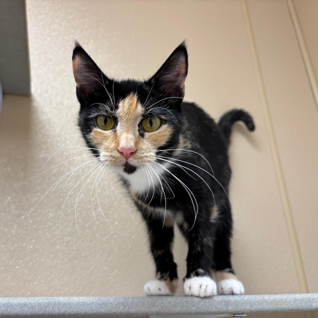 Enlarge Autumn, a Adoptable Domestic Short Hair in Mebane, NC image 3/6