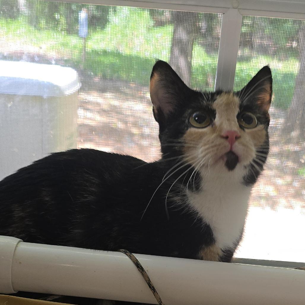 Enlarge Autumn, a Adoptable Domestic Short Hair in Mebane, NC image 4/6