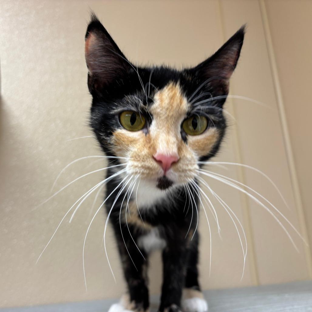 Enlarge Autumn, a Adoptable Domestic Short Hair in Mebane, NC image 5/6