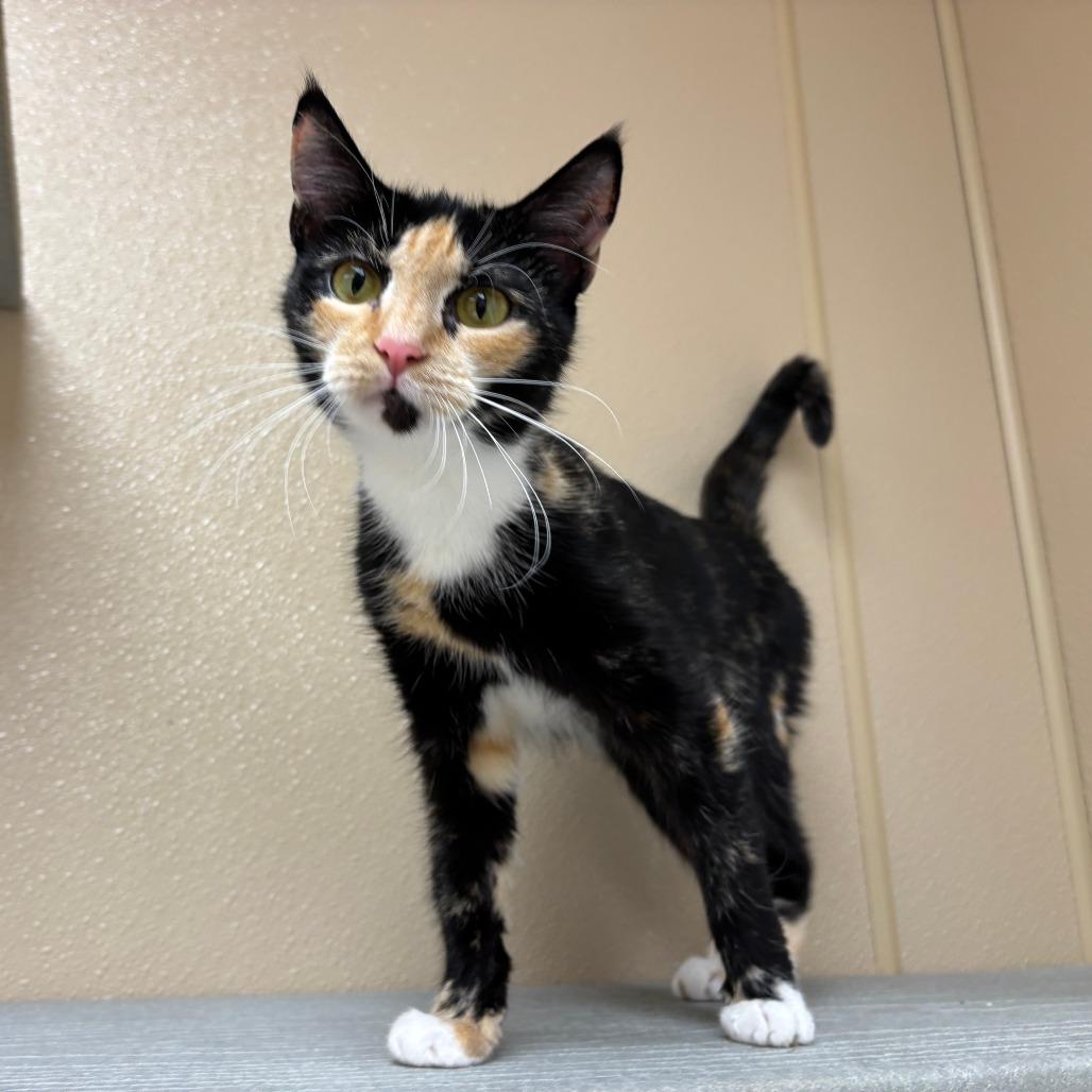 Enlarge Autumn, a Adoptable Domestic Short Hair in Mebane, NC image 6/6